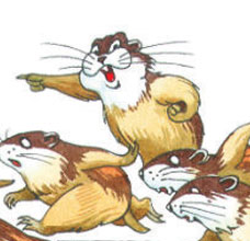 Mito: Los lemmings se suicidan en masa