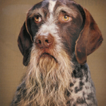 ¿Cuántos años tiene mi perro?