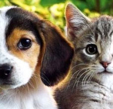Como perros y gatos —La eterna batalla—