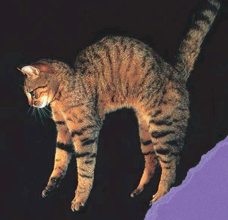 ¿Por qué los gatos casi siempre caen de pie?