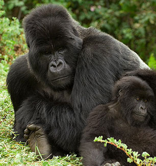 extincion-gorila