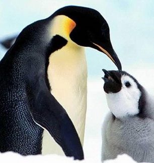 extincion-pinguino
