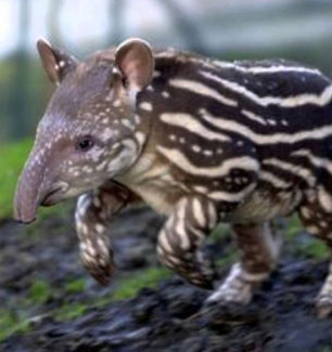extincion-tapir
