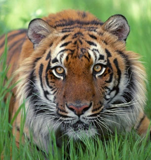 extincion-tigre