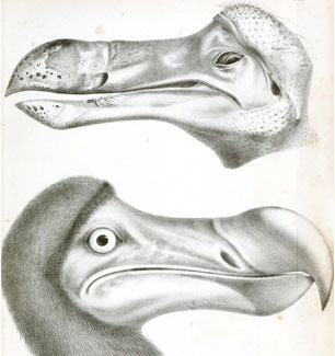 extincion-dodo