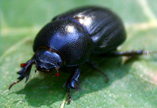 s11-objeto-escarabajo