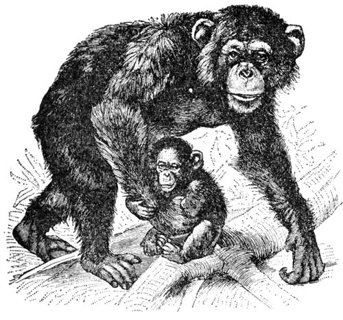 s15-ciencia-chimp
