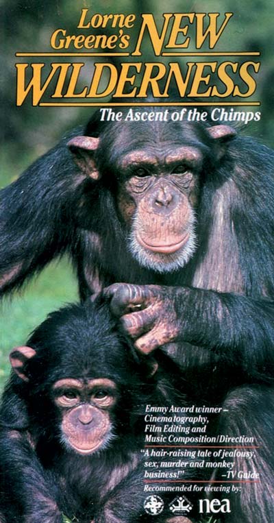 s36-palco-chimps