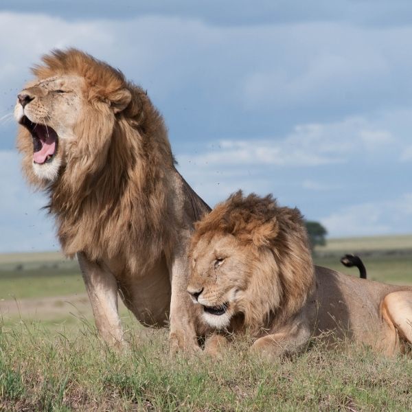 Mito: El león es el animal africano más peligroso