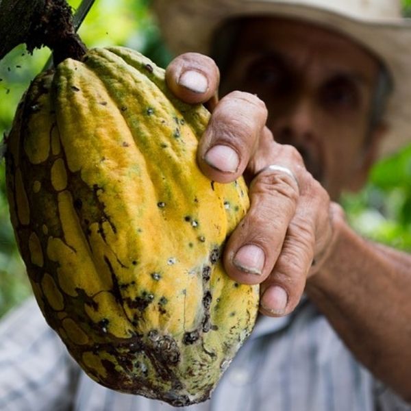 cacao-semilla-mexicana