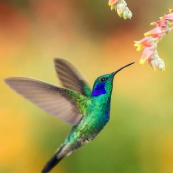 La creación del colibrí según los Mayas