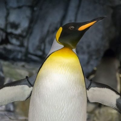 Mito: Los pingüinos tienen una pareja de por vida
